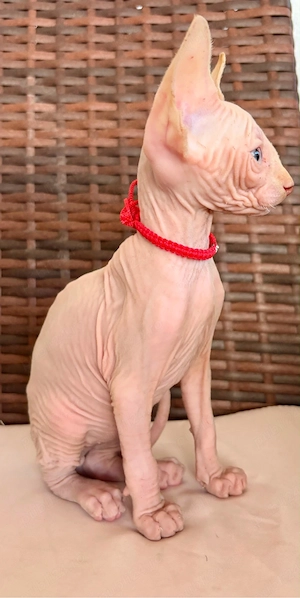 Pui Sphynx Carnet si vaccin facute!