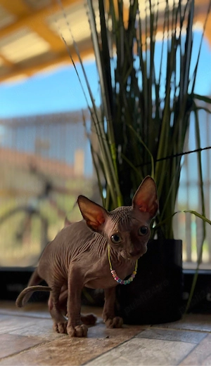 Pui Sphynx Carnet si vaccin facute! - imagine 5