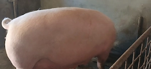 porci 130-350 kg - imagine 7
