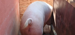 porci 130-350 kg - imagine 10