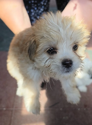 Vând Bichon Havanez au 2 luni 3 fetițe și 2 băieței ! - imagine 3