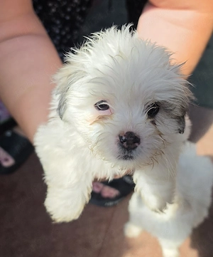 Vând Bichon Havanez au 2 luni 3 fetițe și 2 băieței ! - imagine 2