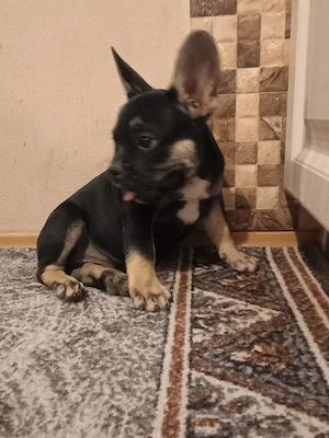 Pui de buldog francez de rasă pură  - imagine 5