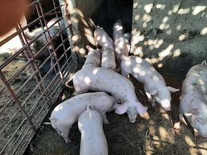 Purcei 25-30 kg 450 ron