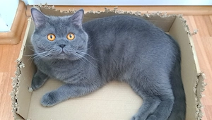 ULTIMA STRIGARE!! Motan gri de 1,8 ani afectuos din parinti British Shorthair -vanzare-Bucuresti - imagine 5
