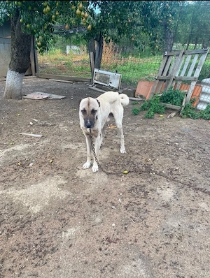 Caine Kangal