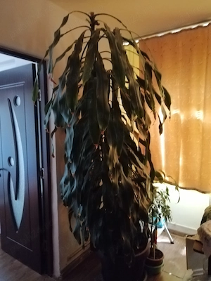 Apartament de vanzare - imagine 8