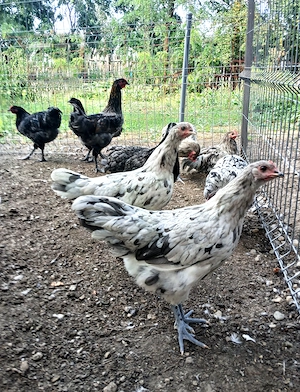 Vand puici si cocosi Australorp - rasa pura