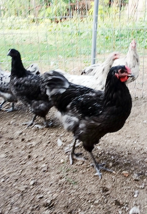 Vand puici si cocosi Australorp - rasa pura - imagine 4
