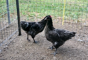 Vand puici si cocosi Australorp - rasa pura - imagine 3