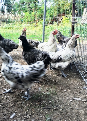 Vand puici si cocosi Australorp - rasa pura - imagine 2