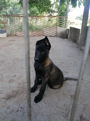 Căței ciobănesc belgian malinois  - imagine 2