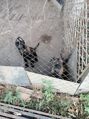 Căței ciobănesc belgian malinois  - imagine 3