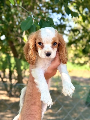 cavalier king Charles fetiță  - imagine 2