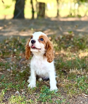 cavalier king Charles fetiță  - imagine 5