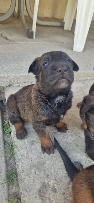 vand pui belgian malinois - imagine 5