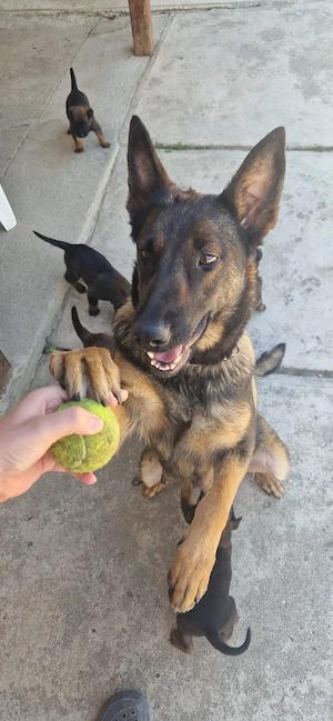 vand pui belgian malinois - imagine 4