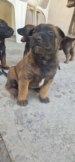 vand pui belgian malinois