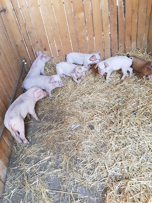 Vand purcei de 6 saptamani - imagine 4