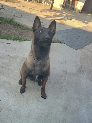 vand pui belgian malinois - imagine 3