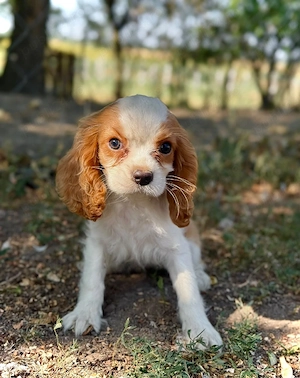 cavalier king Charles fetiță  - imagine 2