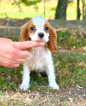 cavalier king Charles fetiță 