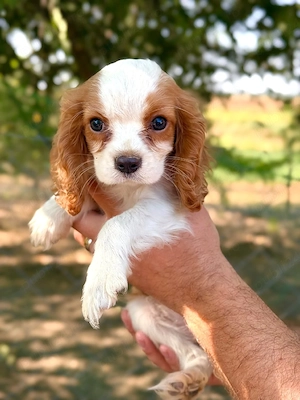 cavalier king Charles fetiță  - imagine 3