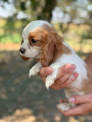 cavalier king Charles fetiță  - imagine 5