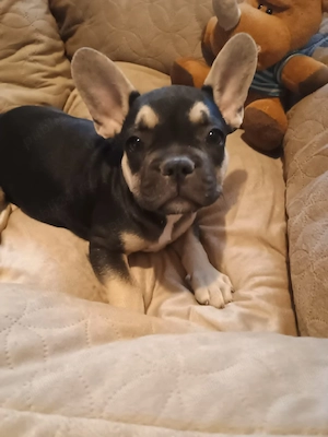 Puiuti Bulldog Francez rasa pura isi cauta casute iubitoare - imagine 2