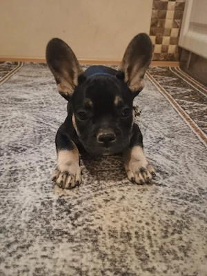 Puiuti Bulldog Francez rasa pura isi cauta casute iubitoare - imagine 4