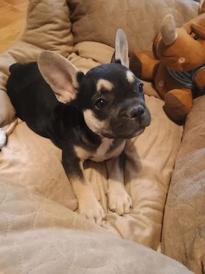 Puiuti Bulldog Francez rasa pura isi cauta casute iubitoare