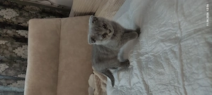 Pui pisicuță british shorthair scottish