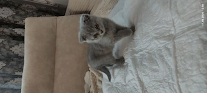 Pui pisicuță british shorthair scottish - imagine 2