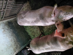 De vânzare porci rasa pietrain - imagine 2