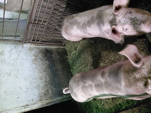 De vânzare porci rasa pietrain - imagine 6