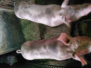 De vânzare porci rasa pietrain