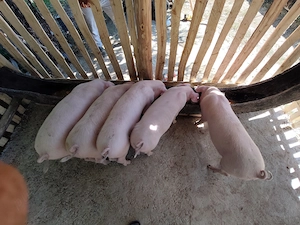 Porci de vânzare 16 săptămâni 