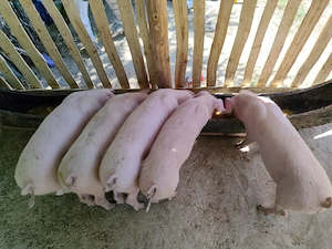 Porci de vânzare 16 săptămâni  - imagine 2