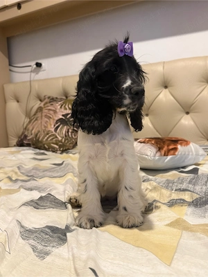 Fetita Cocker Spaniel  - imagine 5