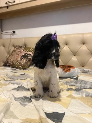 Fetita Cocker Spaniel  - imagine 3