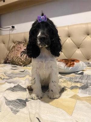 Fetita Cocker Spaniel  - imagine 4