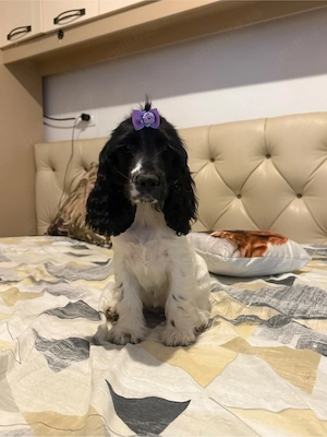 Fetita Cocker Spaniel 