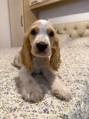 Baietel Cocker Spaniel - imagine 2