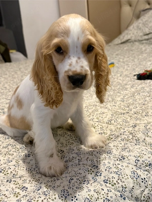 Baietel Cocker Spaniel