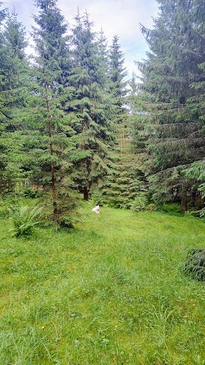 Teren intravilan 1.370 mp, Muntele Băișorii   zonă centrală - imagine 3