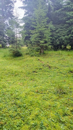 Teren intravilan 1.370 mp, Muntele Băișorii   zonă centrală - imagine 2