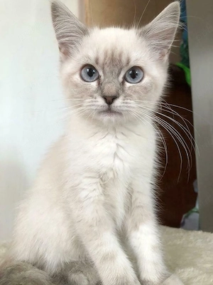 Ragdoll cu ochii albastri