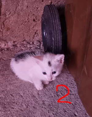 Donez pui pisica in vârstă de 6 săptămâni.