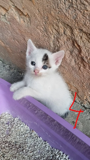 Donez pui pisica in vârstă de 5 săptămâni.