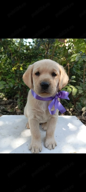 Puiuți de Labrador 